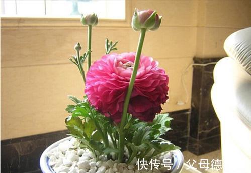 它叫洋牡丹、花毛茛，能与牡丹花相媲美，小白也能种好