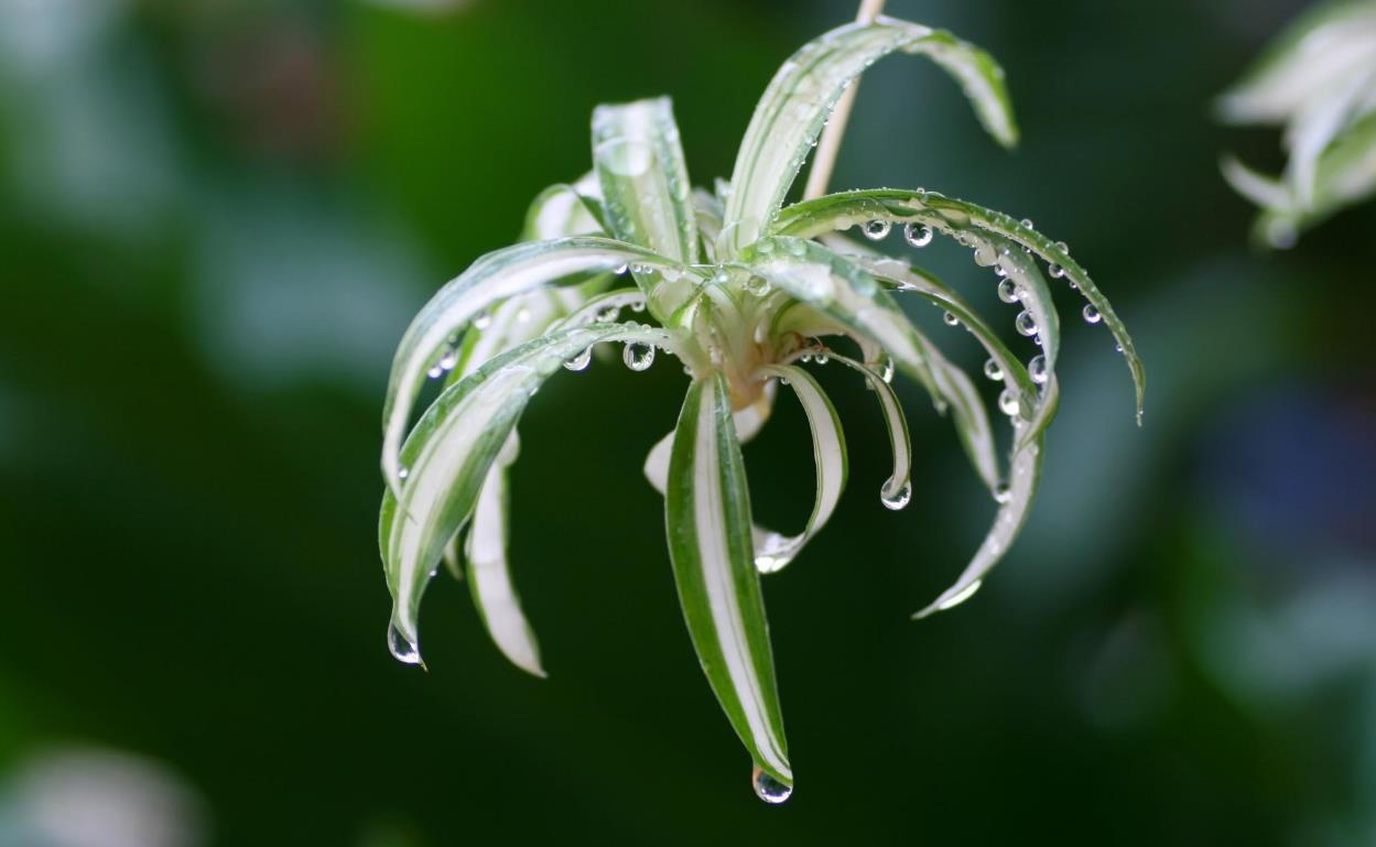 家里的吊兰不长叶子只长枝,记住几点,叶片更油亮