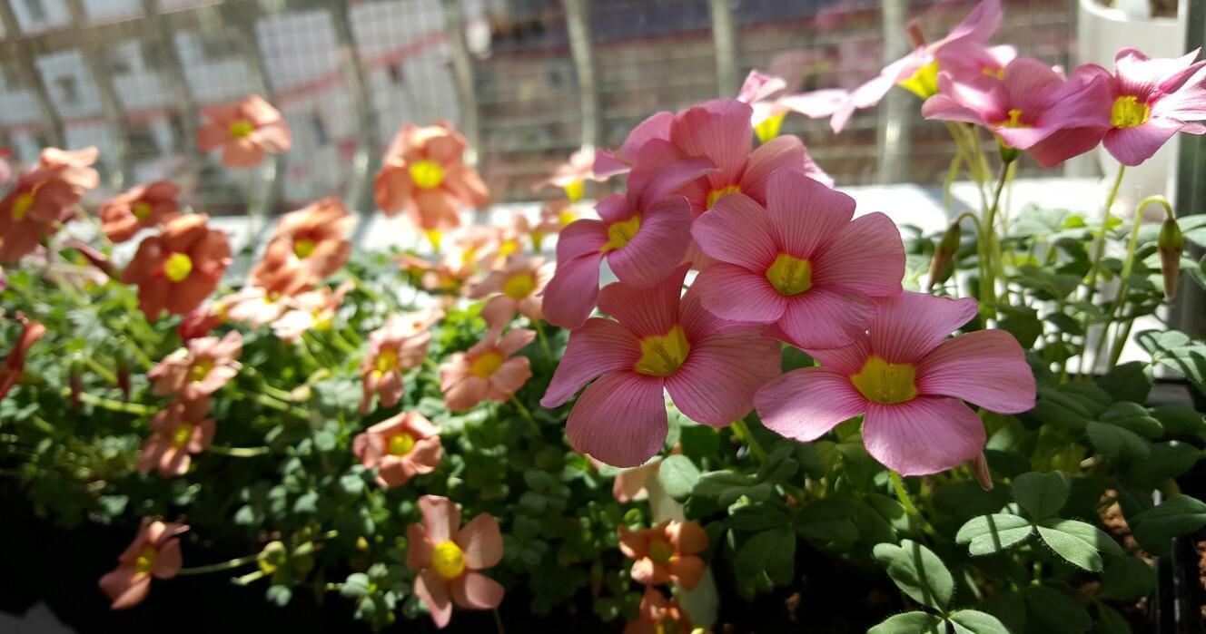 “飞速”生长的5种花，适合“急性子”，半年打造阳台花园