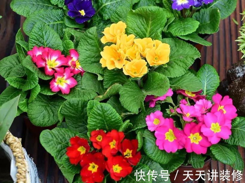 开花期|新人养花很容易上手的报春花,盆栽注意5点,开花又多又美