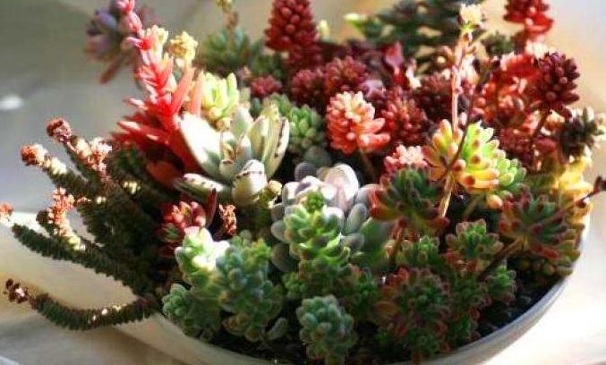 多肉养不活?快了解下这些“养护手段”吧,保证你的多肉株株健康