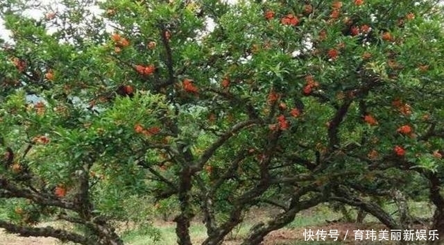 水银|秦始皇陵中真的有100吨水银吗？专家：看山上的石榴树就知道了