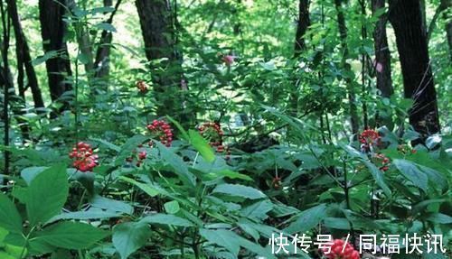 夜尿症|男性夜尿多该如何调理？中医：吃这3味中药，再也不担心起夜问题