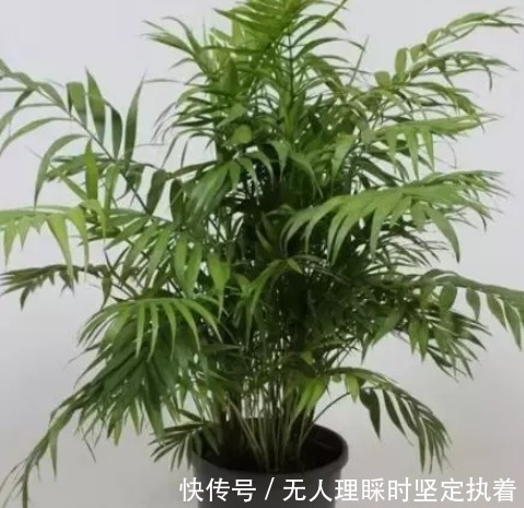 你知道吗这五种植物只要种在房间里，身体便会越来越好哦！