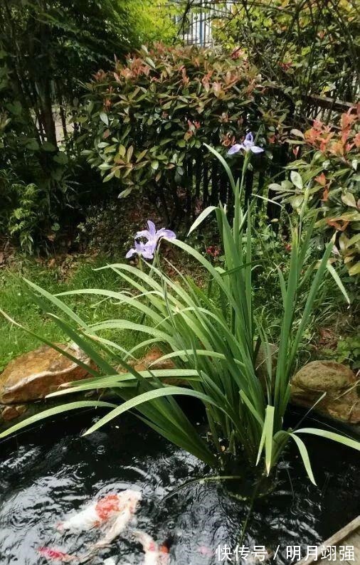 铜钱草|4种花“嗜水如命”，一刻也不能断水，缺了就蔫，看看你家有吗！