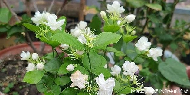 茉莉花僵苗怎么办2个“动作”改过来,新芽又窜满,开花开不停!