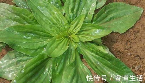 痛风|天然的“降酸王”,每天来几口,能帮助你排泄尿酸,远离痛风!