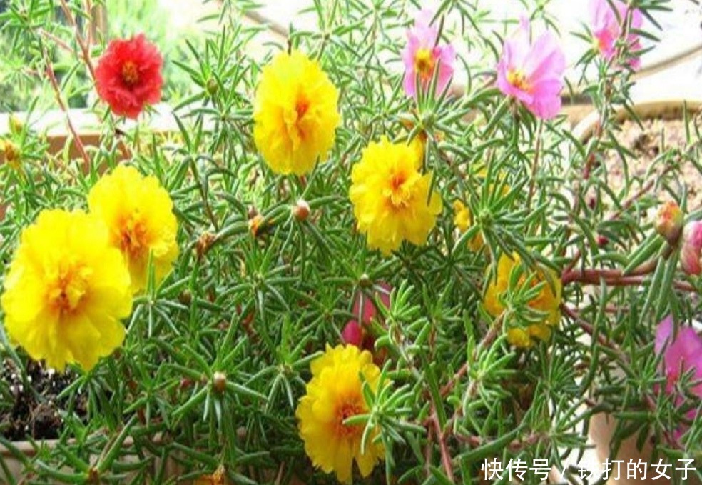 这3种花很便宜,几块钱就能买到,开花漂亮、花期又长