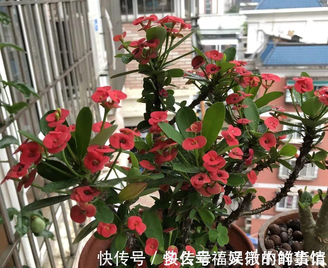 3种“养不死”的花，适合新手，不只是好养，关键很漂亮