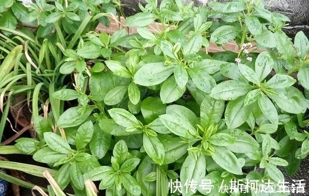 農民|農村一種常見野草，被農民割來喂豬，殊不知是種珍貴“土人參”