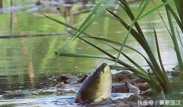 水层|夏天钓鱼,需要掌握的5条规律,抓规律是连竿上鱼的关键