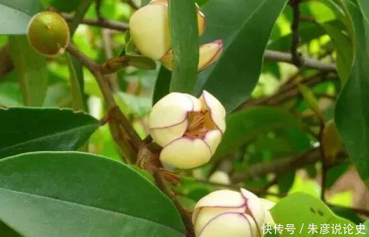 还好|此几种花卉,比绿萝还好养,花期长达半年,开花好漂亮