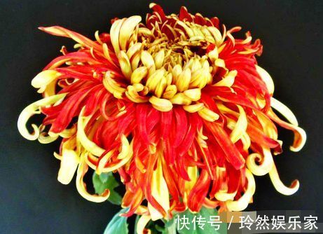 唐宇|喜欢菊花,不如养“精品名菊”唐宇霞辉,似落日霞光,冷艳香凝!