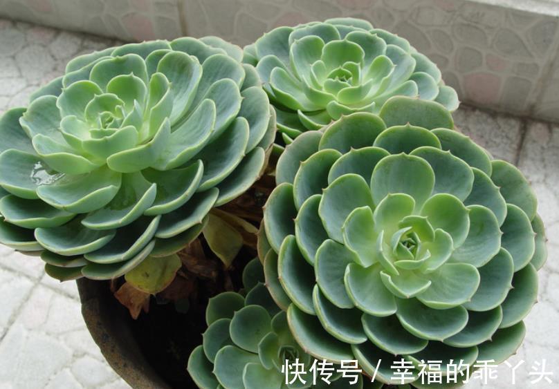 不怕冷的6种多肉,冬天开窗“冻一冻”,颜色靓丽惹人爱