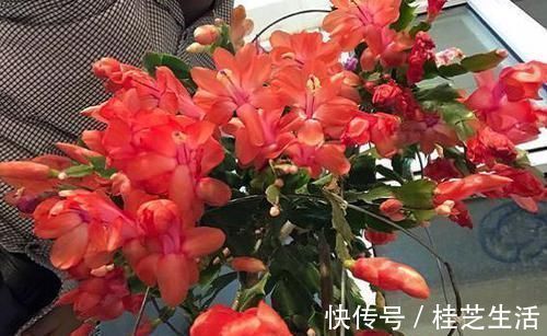 蟹爪兰哗哗掉叶子,避开2个“坑”,蹭蹭冒新叶,一年开花好几茬