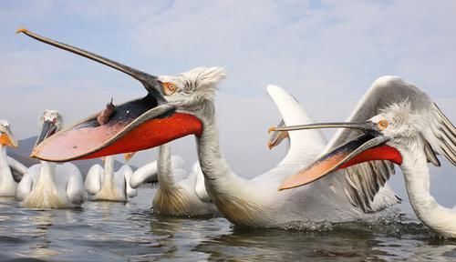 如果人类要像鸟一样飞翔,需要多大的翅膀呢?