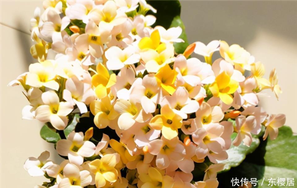 长寿花不长花苞怎么办?那就“放大招”,春节开花依旧可期