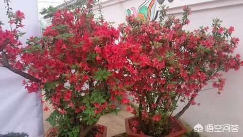 成活率|为什么中大型的花，买回去大多数都活不了，是不会养还是其他原因？