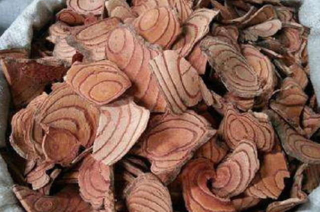 它被称为鸡血藤,不仅可做盆栽观赏,还是珍贵药材,见到请珍惜