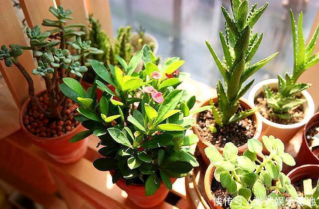 有机肥|“它”是天然“有机土”,直接种花不用发酵,生长茂盛,开花爆盆