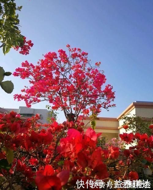 花芽|三角梅,蟹爪兰开花少,教你一个“土方法”,轻松爆花!