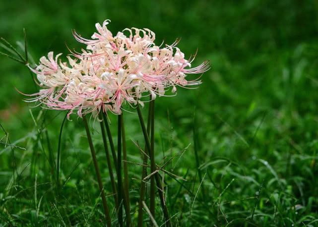 农村一种“神奇”植物,花和叶子永不相见,其实是清热祛痰良药