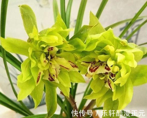 花瓣|春兰香花之王——余蝴蝶，兰香清新淡雅，花色翠绿独特，好养易活