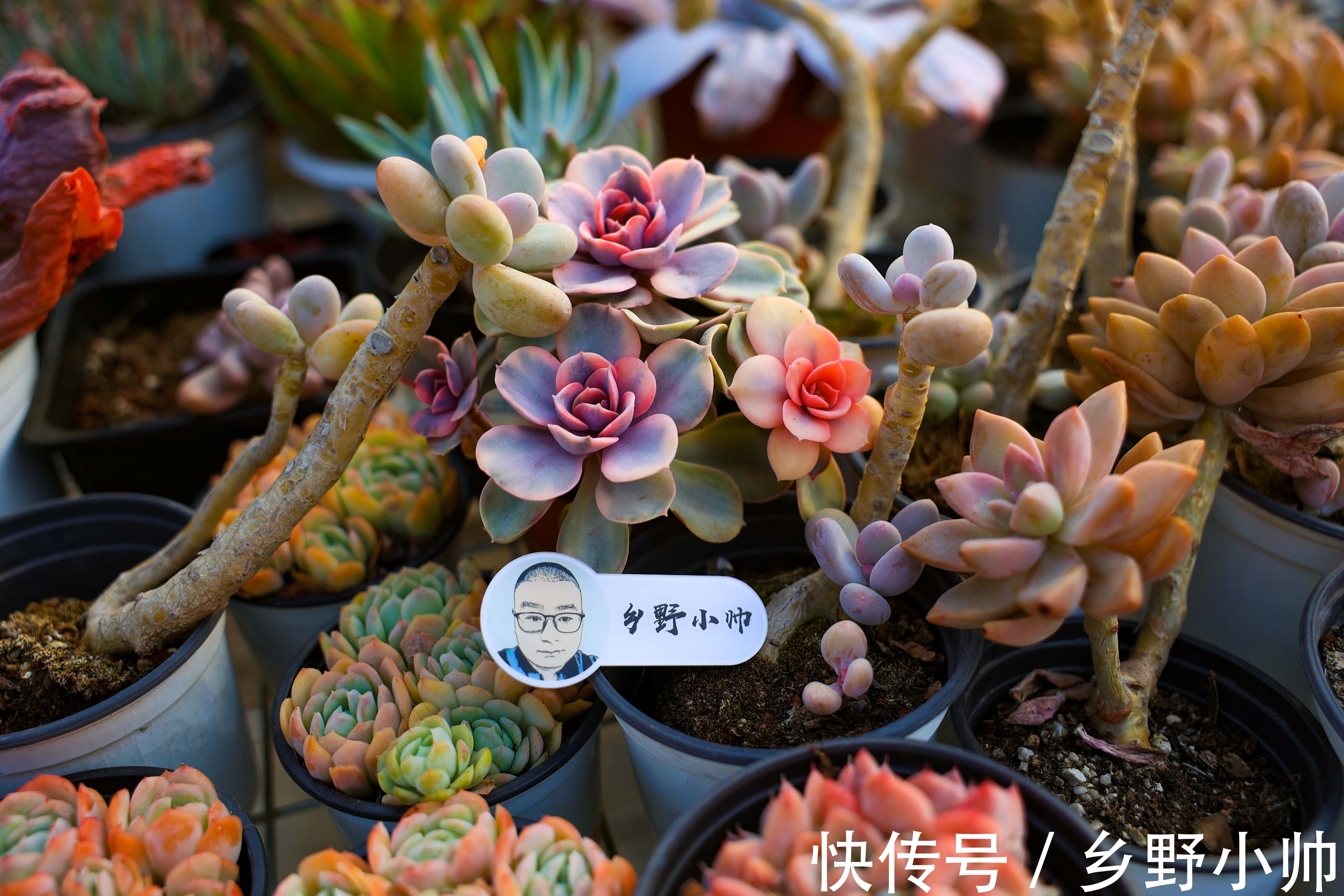 搬进室内养肉没状态?做好三件事,室内过冬依然保持美丽