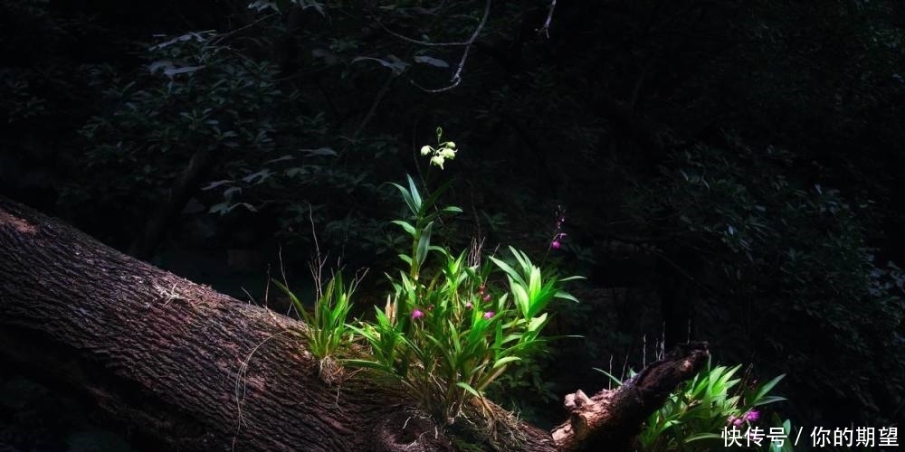  到底|俗语：“宅子现四喜，家中出能人”到底指哪四喜？你家出现过吗？