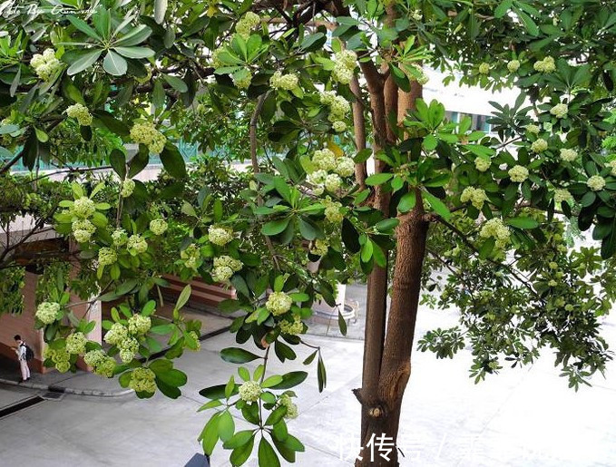 黑板|农村一种树,果实如面条,人们砍去做黑板,殊不知是治病良药