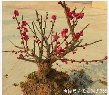 比香水还要香的6种花,栽在阳台上,满屋子都飘香,美极了!