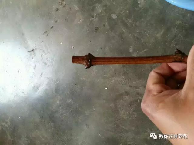 枝条|路边剪个枝,插土里就能活,种在阳台果子多到吃不完!