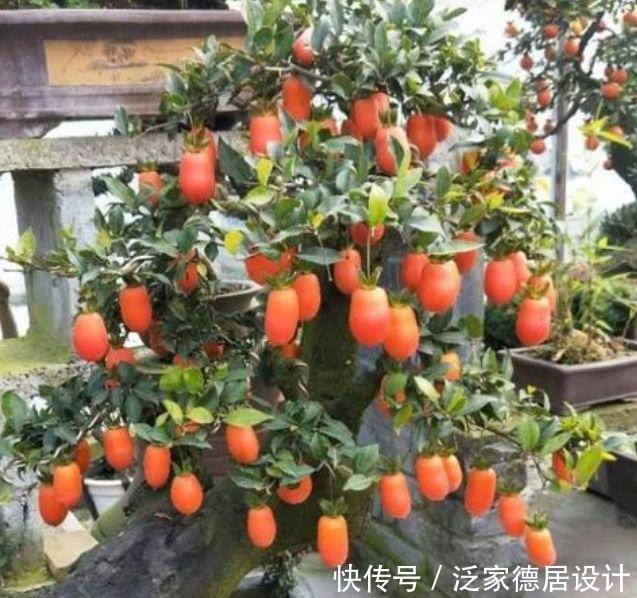 花期|4种花美的出奇,一个月不浇水都能长得好,开花不断!