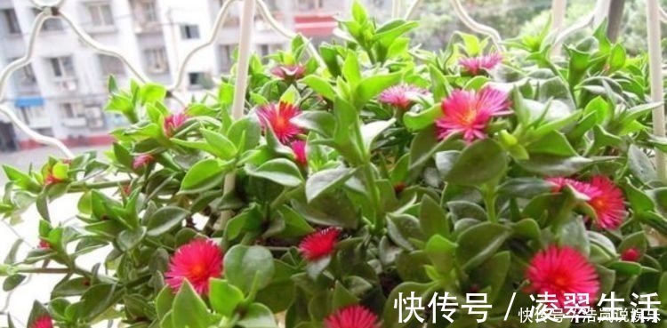 谁见了都喜欢的4种花,好养又漂亮,美不胜收,你养了吗