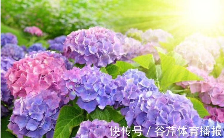 散光|4种花养家里，耐旱又耐晒，花开就爆盆，漂亮又好养！