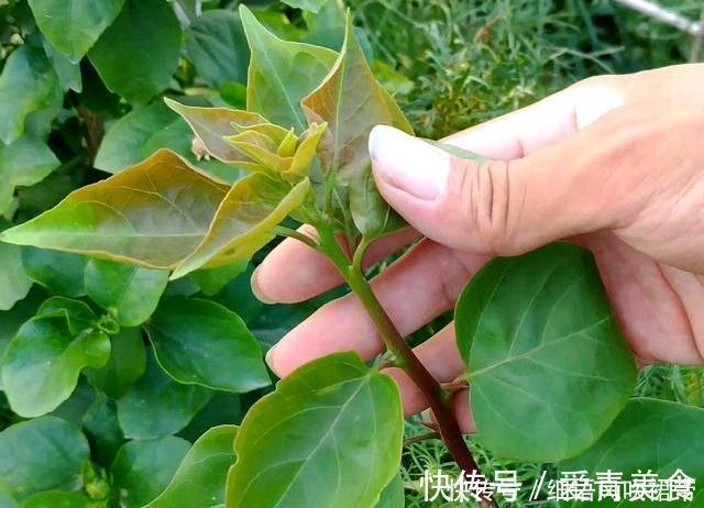 栀子花|阳台养此3种花太合适,不但漂亮,繁殖还容易,一年就成养花大户