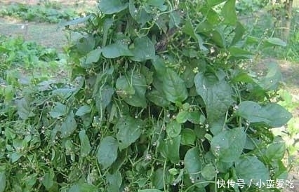 白皙|女性不想变成黄脸婆,可常吃此菜,皮肤白皙透亮,小肚子不鼓了