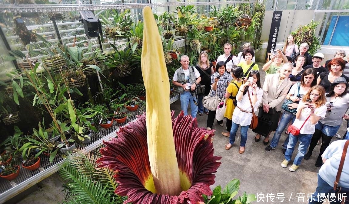 旅行看世界:地球上最稀有的9种花,它们生长在哪儿,您见过吗?