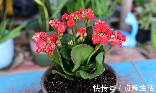 多肉植物|新手花友养长寿花，该牢记哪些才能一年四季开花