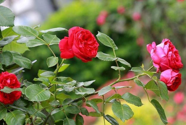 月季天热“洗个澡”，养根、促开花，一年开花比一年旺