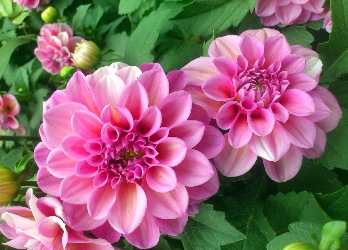 介绍3种花大色艳的品种，这些花开的比脸还大， 花开超惊艳！