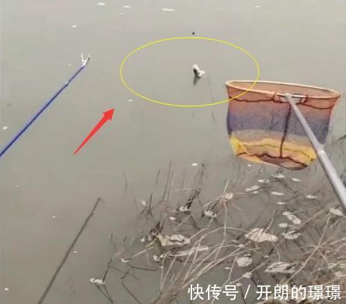 湖北一条河鳜鱼大爆发,短时间内钓了半护,有钓友为钓鱼请假一周