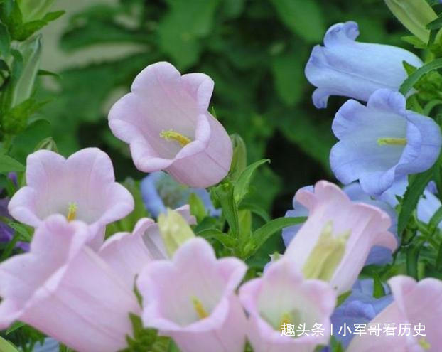 此花是一种珍贵药材，花色明亮素雅，颜色多变，是温柔可爱的象征