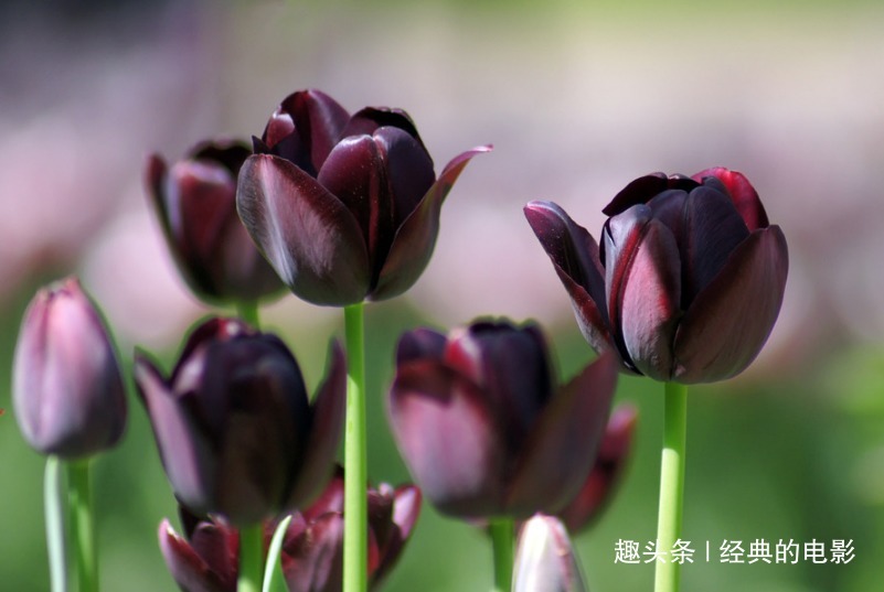 此花被视为稀世珍宝,身价百倍引人狂热追求,是神秘与死亡的象征