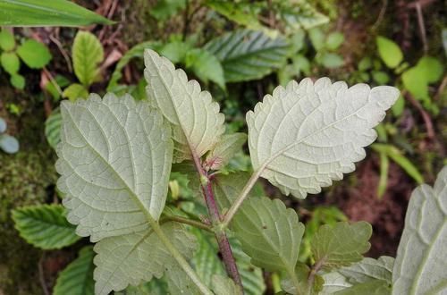 农村一种野草,人称“肝之草”,价值珍贵,是民间治“肝炎”良方