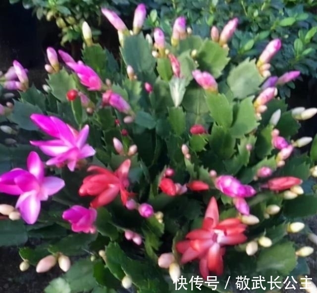 嫁接|如果你是新手养蟹爪兰,尽量不要一棵嫁接多色,因为很难一起开花