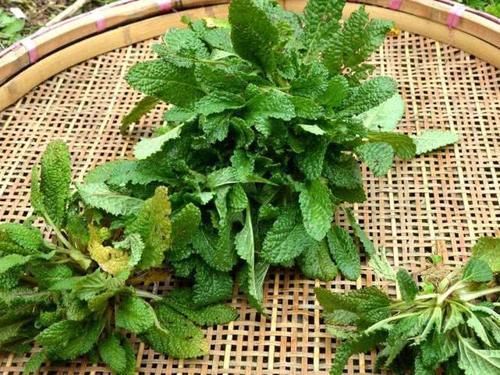 如今|满身长满疙瘩,过去用它煮鸡蛋吃,如今成极品野菜,15元一斤