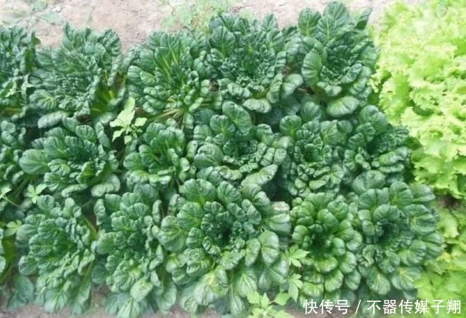 大白菜|农村有种野菜,人称“雪下羊肉”,外形像大白菜,涮火锅是一绝!