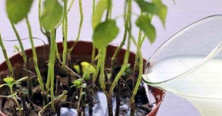 夏天了，3种水不能浇花，浇错了，黄叶又烂根，只剩盆