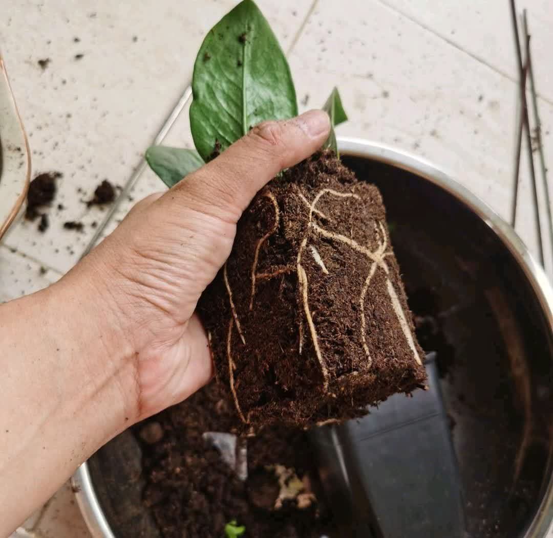 春天,这八种花剪个枝插土里就活,养养就开花,错过就要等明年了